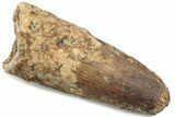 Fossil Spinosaurus Tooth - Feeding Worn Tip #381088-1